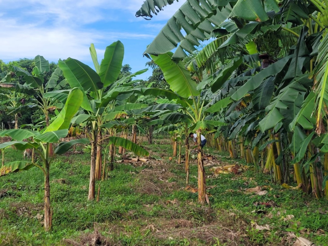 Via Aeropuerto, Cereté, Córdoba, Colombia 4